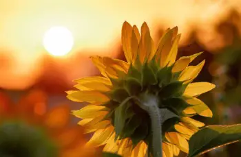 sunflower follows the sun