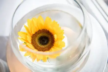 How Long Can Sunflowers Go Without Water? 