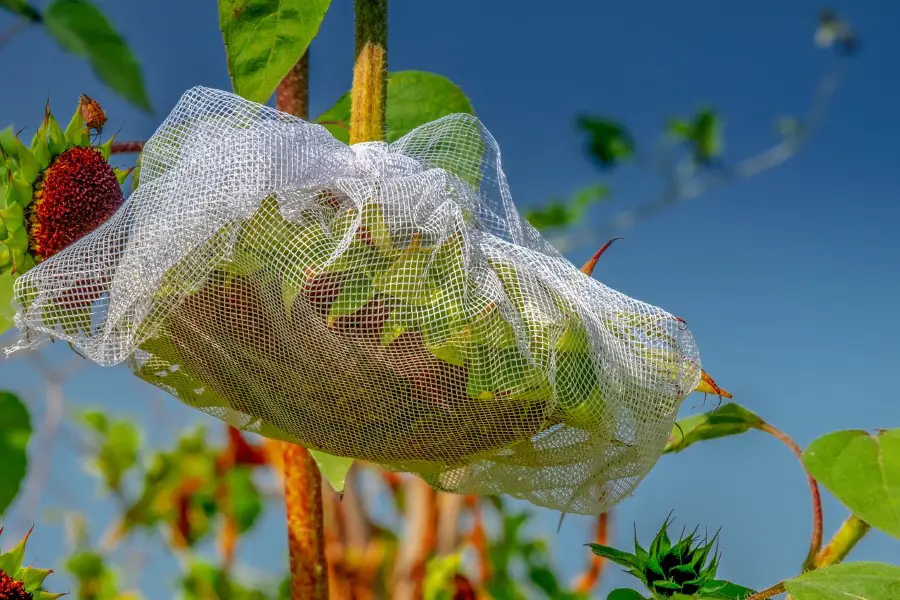 Are Sunflower Seeds Poisonous to Dogs? Cats and Other Pets?