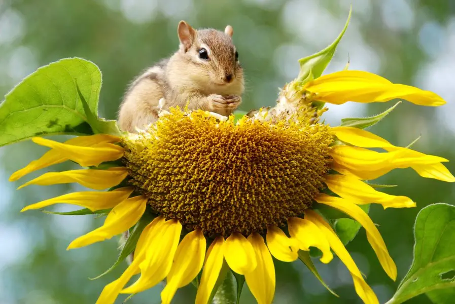 are sunflower plants poisonous to dogs