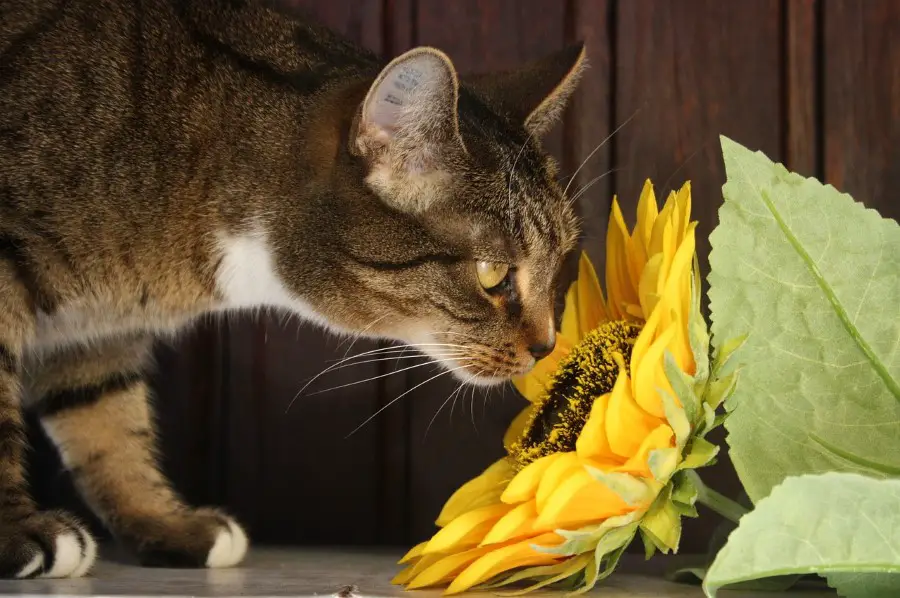 Are Sunflower Seeds Poisonous to Dogs? Cats and Other Pets?