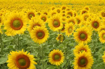 50 amazing facts about sunflowers