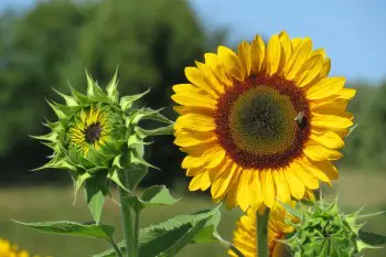 sunflower growth timeline