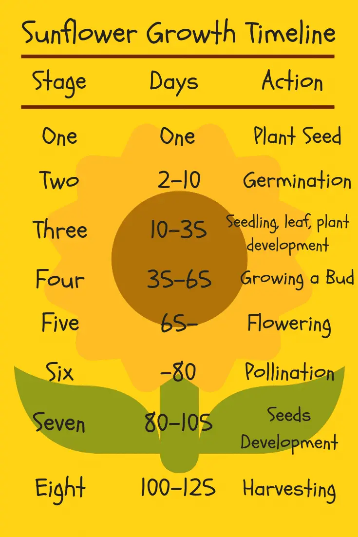 Sunflower Seed Growth Chart