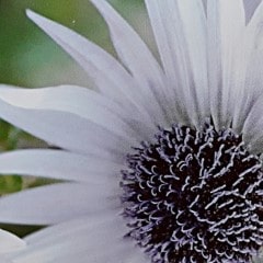 berkheya