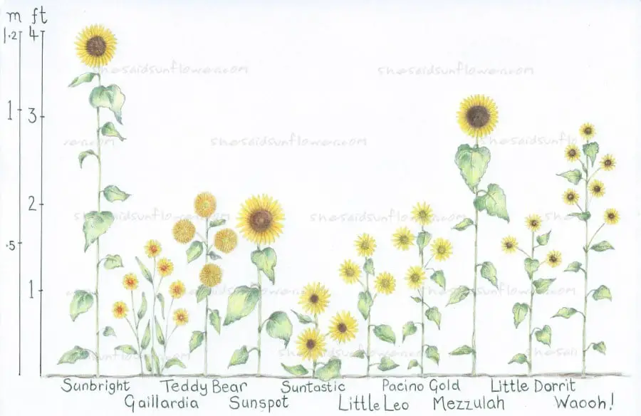 Sunflower Growing Chart