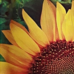sunspot