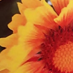 gaillardia