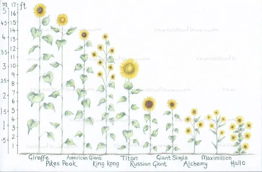 Sunflower Size Chart