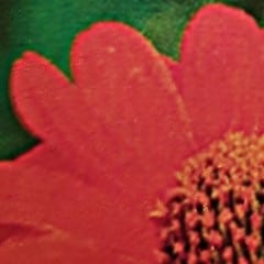 mexican red