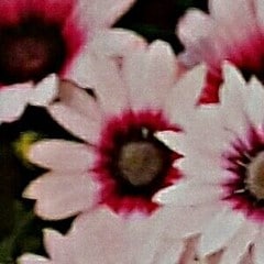 pink landum