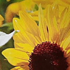 suntastic