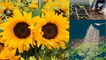 sunflower growing tips