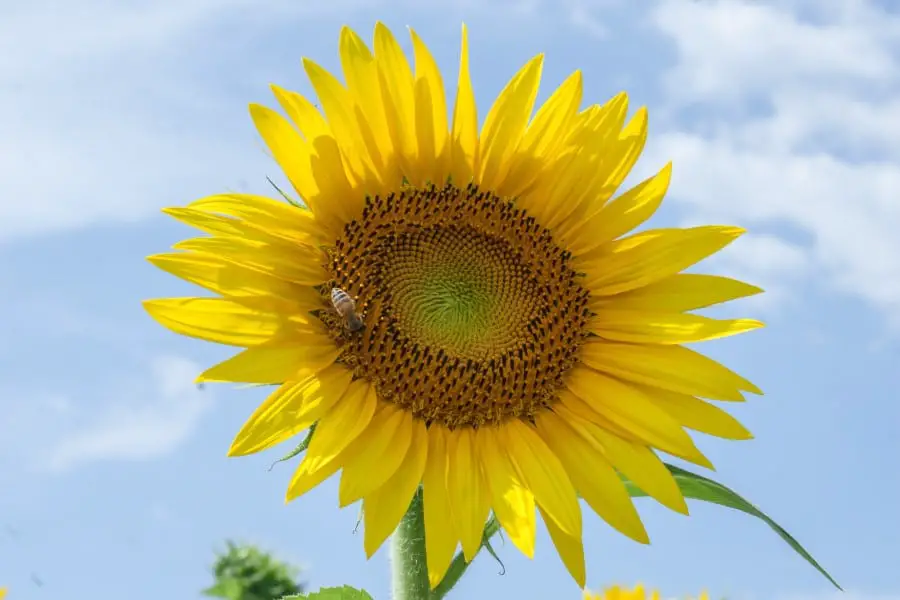 Sunflower Meaning Love Luck Lore Myths Dreams Signs And Symbols