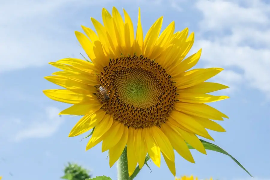 sunflower-meaning-love-luck-lore-myths-dreams-signs-and-symbols