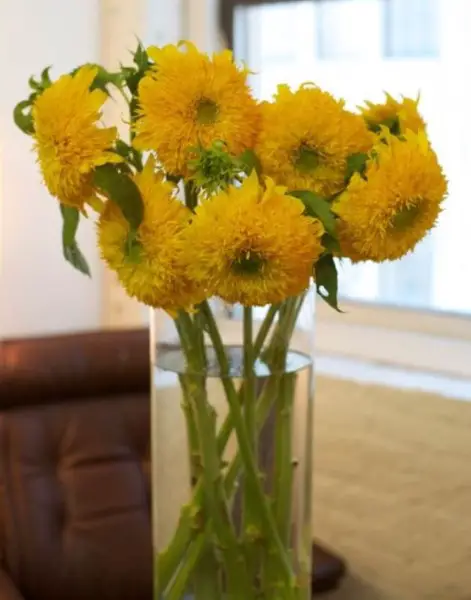 teddy bear holding a sunflower