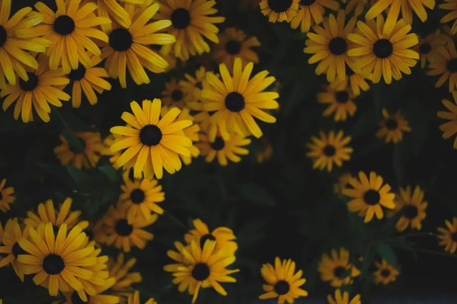 a spread of swamp sunflowers 