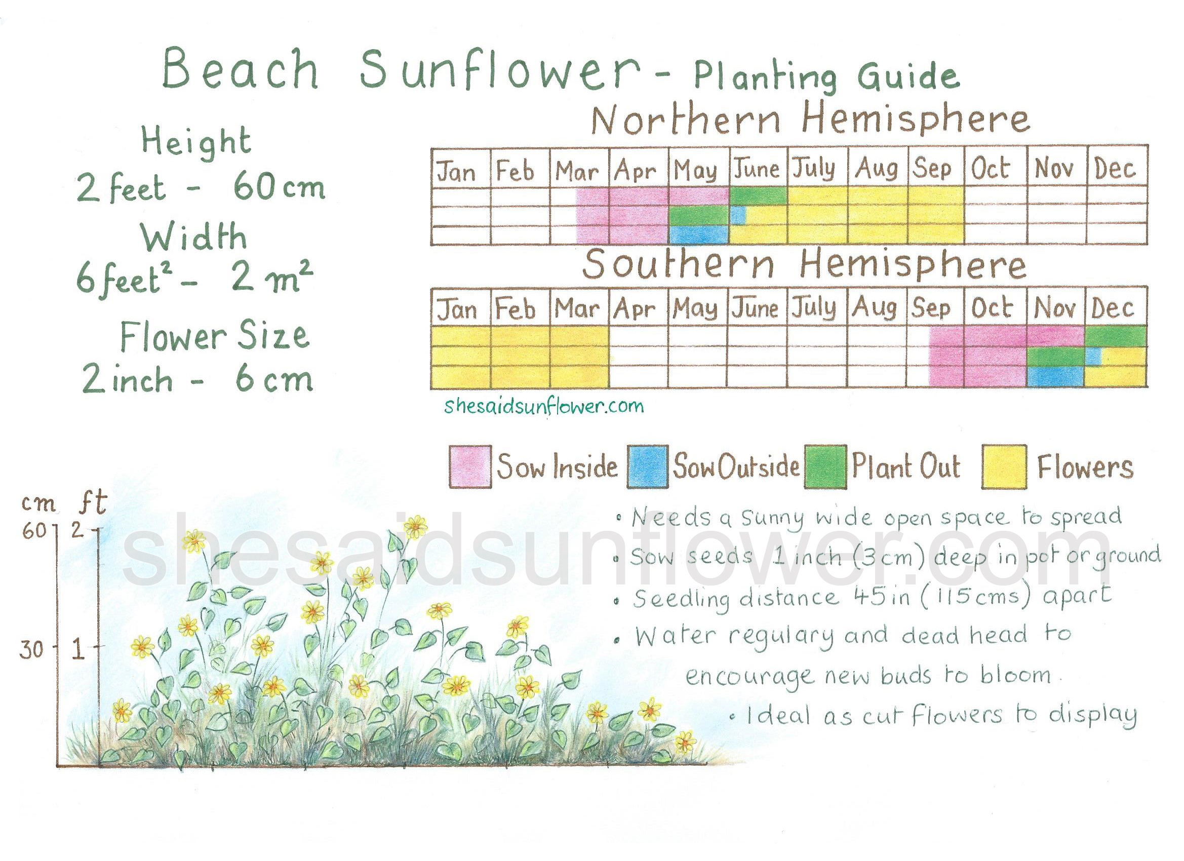 Teddy Bear Sunflower Planting Guide   She Said Sunflower