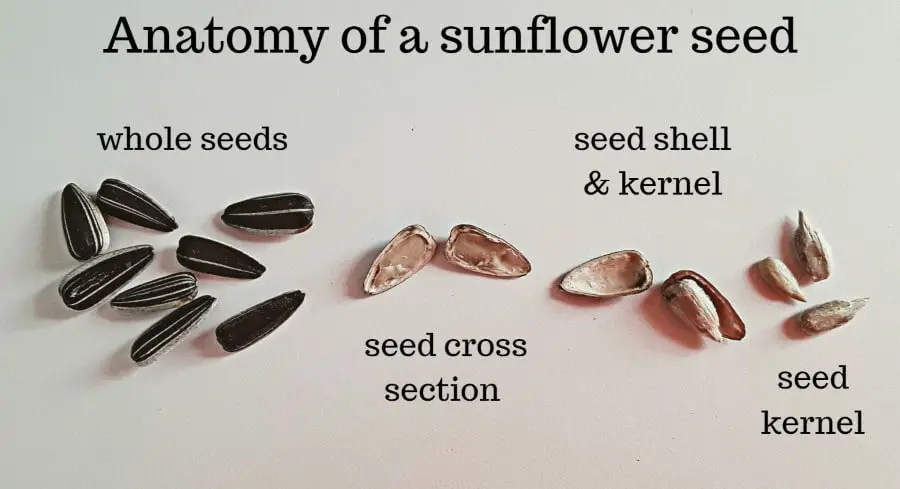 Structure Of Sunflower Seed