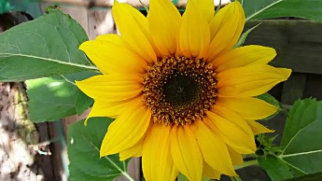 Sunflower Seed Growth Chart