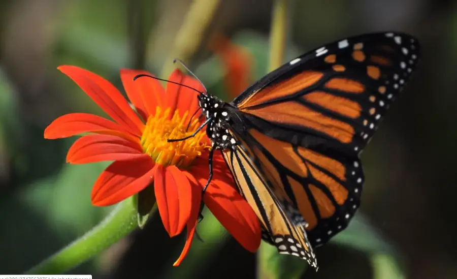 Monarch butterfly on a mexican sunflower 