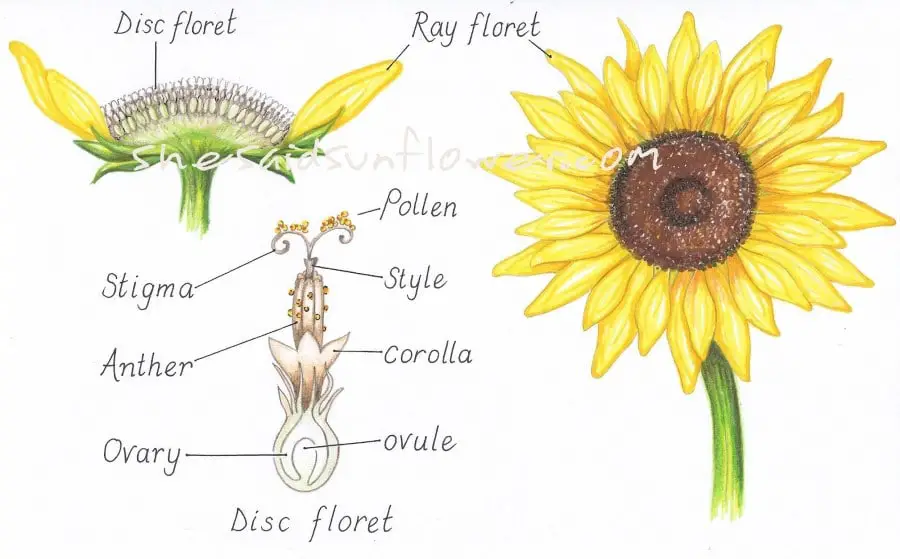 Parts Of The Sunflower - slideshare