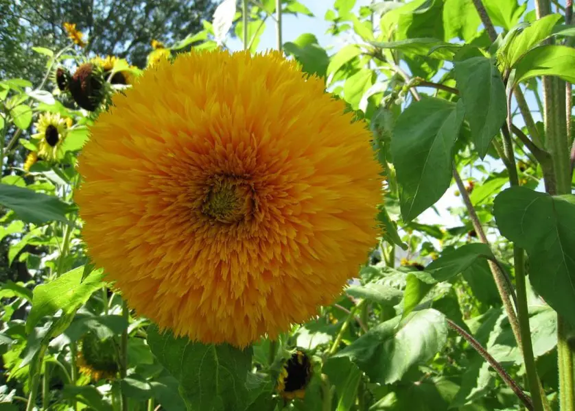 bear sunflower