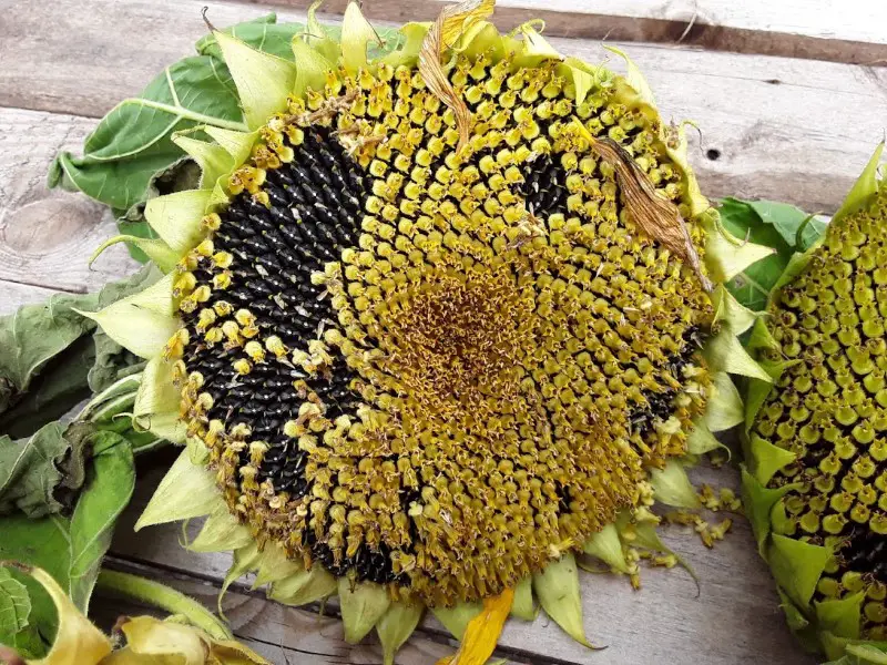 when to harvest sunflower seeds