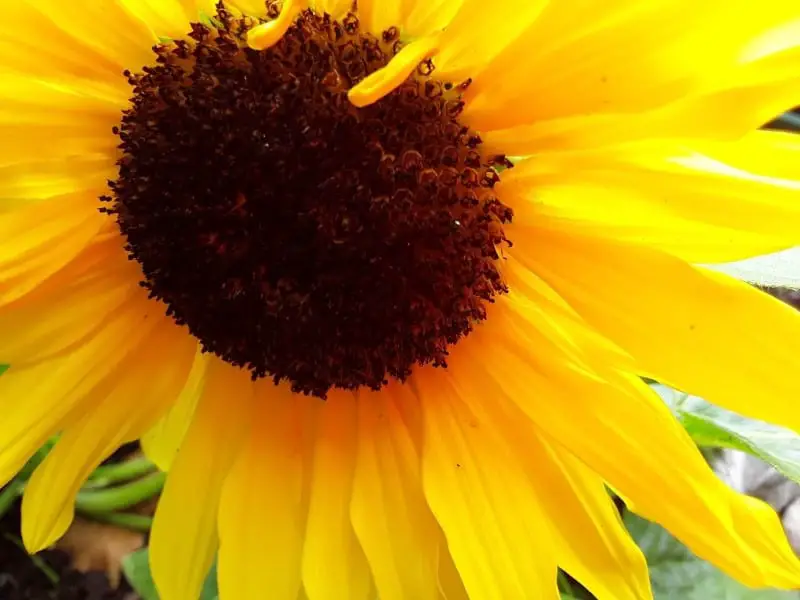 a yellow sunflower as we see it