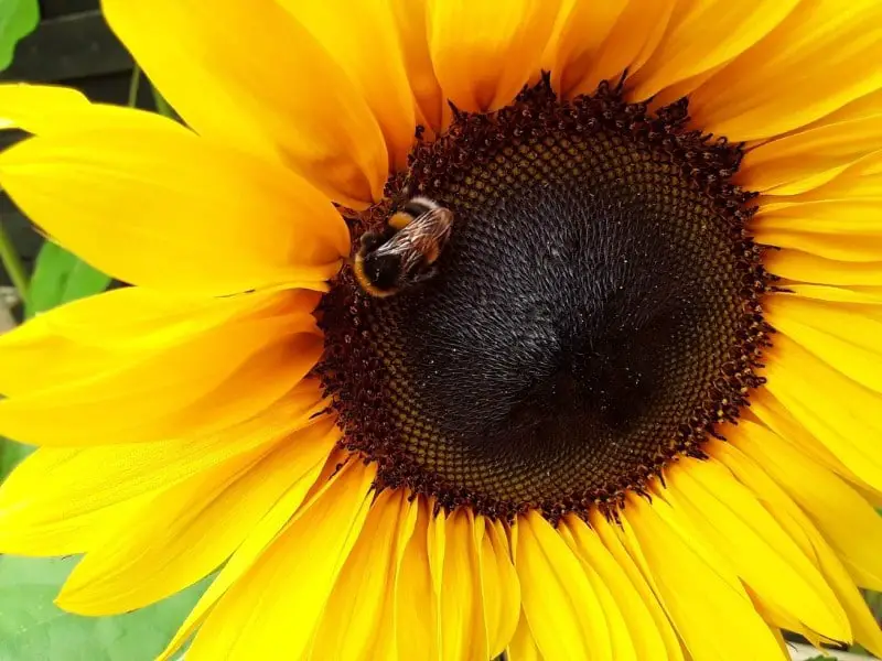 bees love yellow sunflowers