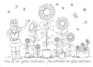 How We See Yellow Sunflowers (free download)
