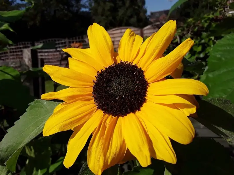 a Sunflower facing the sun
