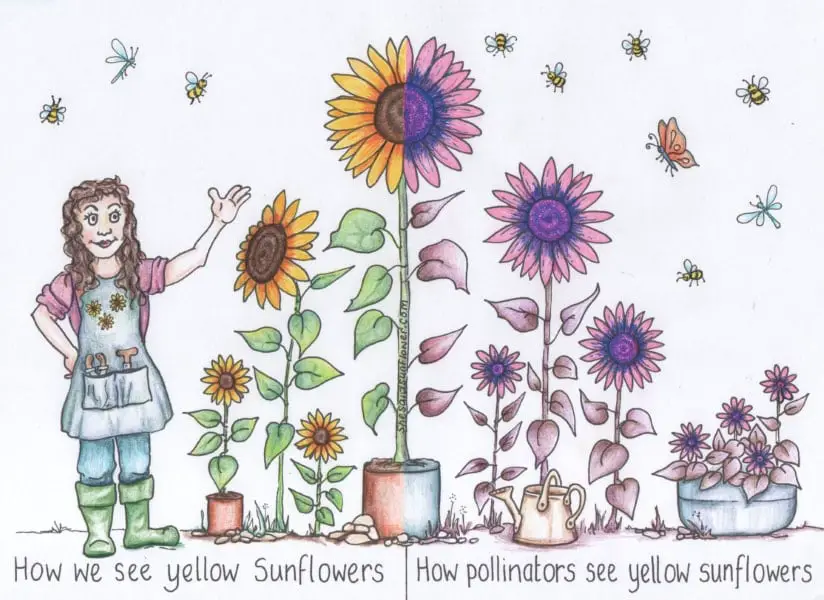 how pollinators see sunflowers
